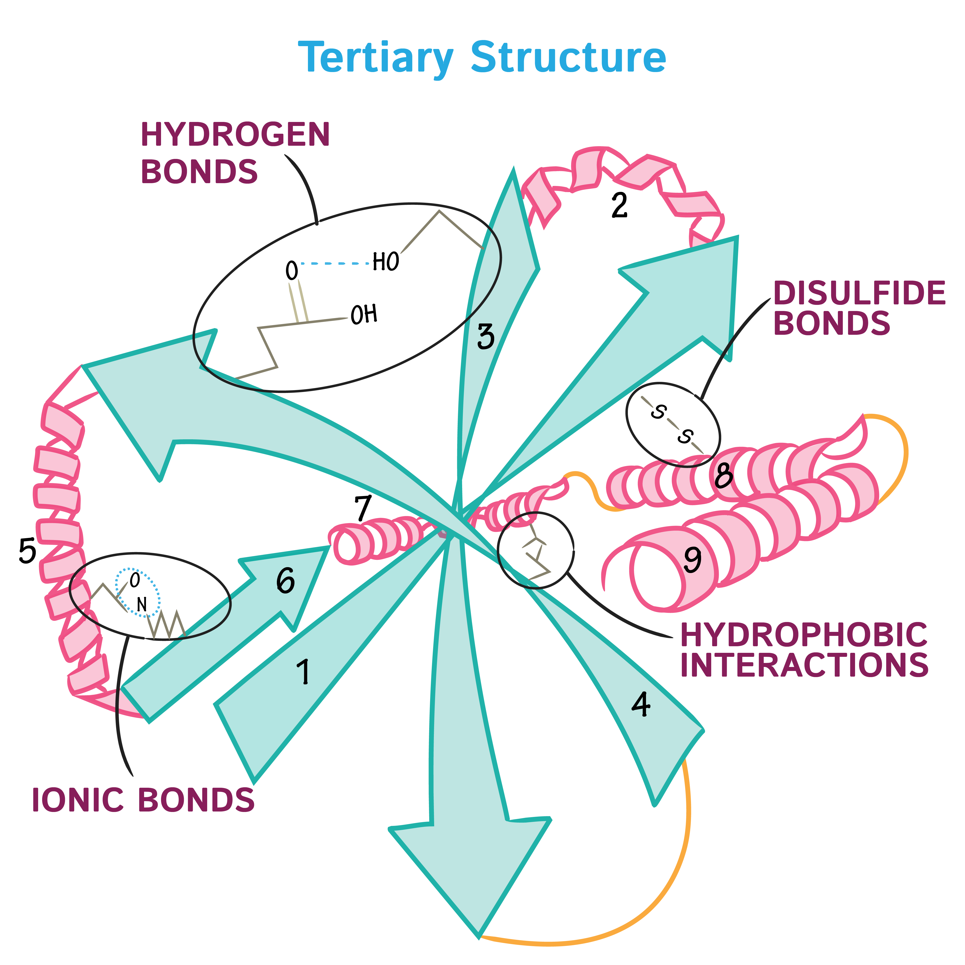 <p>3D folding from side chain interactions (H-bonds, ionic, disulfide, hydrophobic).</p>