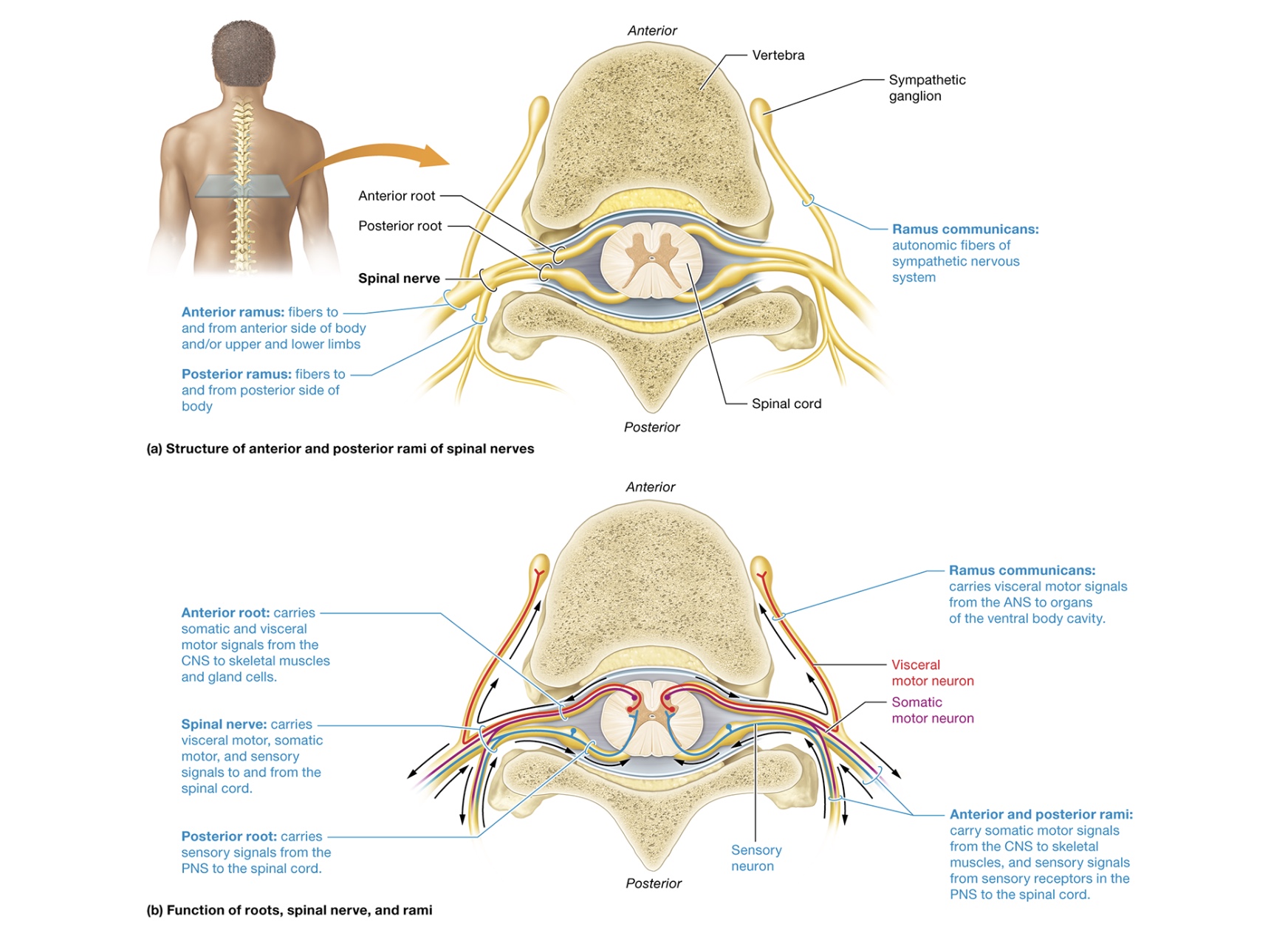 <p>spinal nerves structure</p>