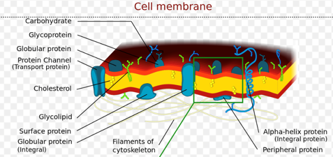 term image