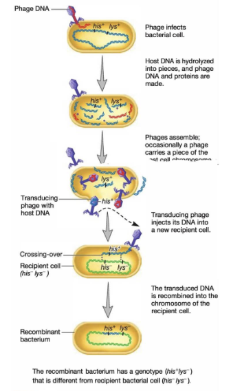 <ul><li><p><strong>Definition</strong>: DNA transfer mediated by viral infection</p></li><li><p>steps:</p><ul><li><p>1) a virus infects a prokaryotic cell</p></li><li><p>2) during infection, the cell is killed and some of the viral particles incorporate the DNA of their host into their own </p></li><li><p>3) Virus with host DNA infect new cell, but does not kill it</p><ul><li><p>passing on DNA of old host to the new cell </p></li></ul></li></ul></li></ul><p></p>