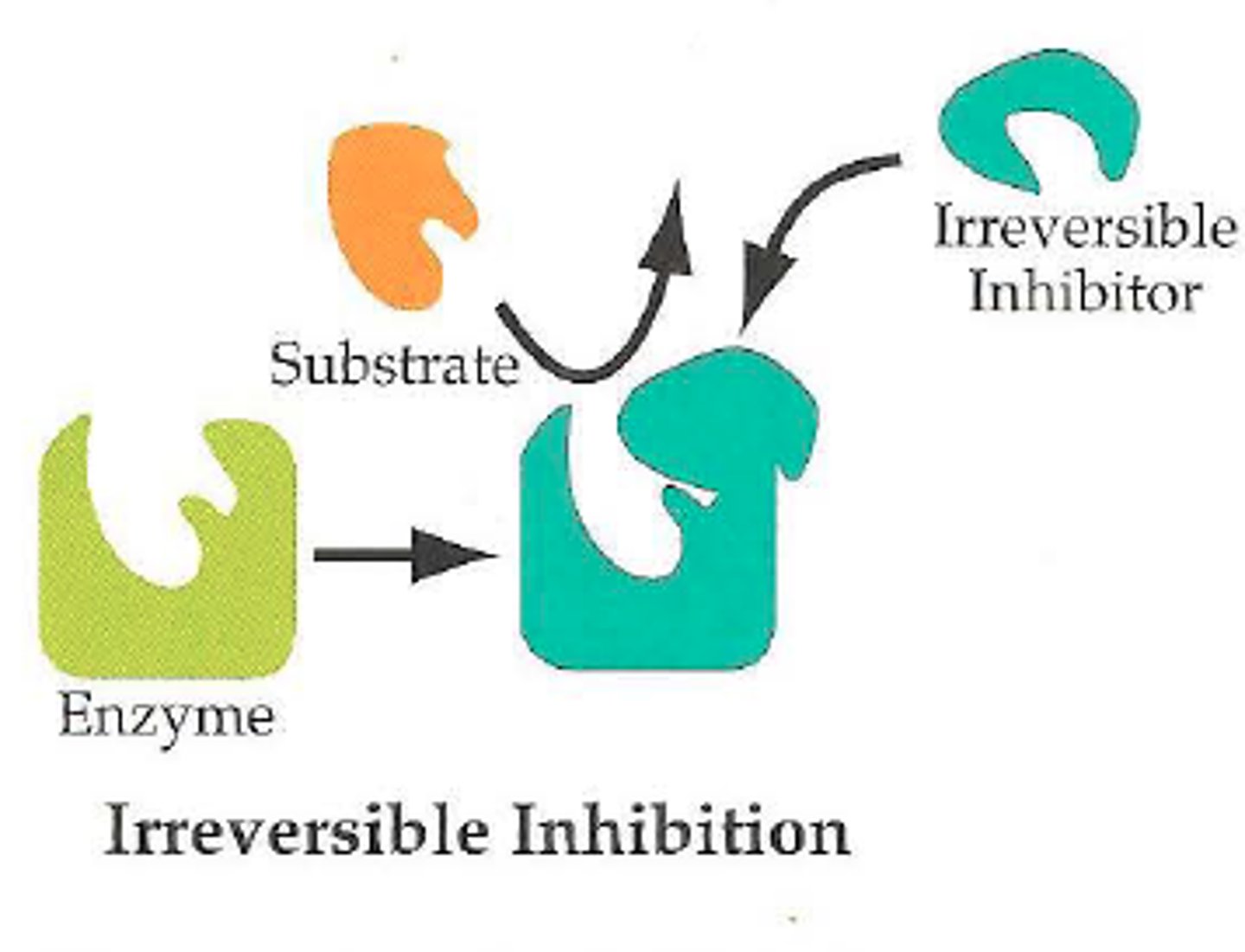 <p>covalently bonds to the enzyme and permanently inhibits it, has long lasting effects until organism generates more enzyme and the inhibitor is outnumbered by enzyme.</p>