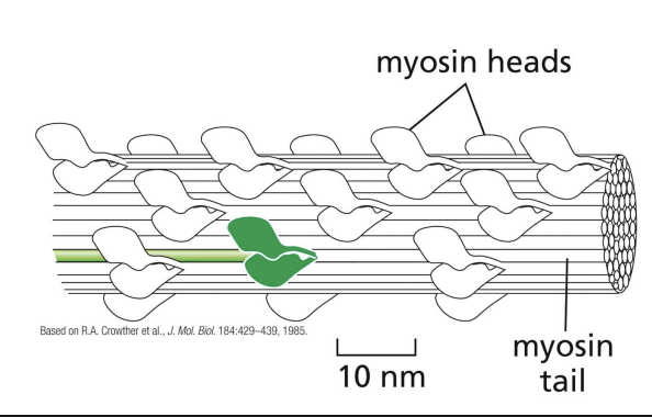 <p>In resting state (non-contracting), two myosin heads are bent backwards and sterically interfere with each other (activity = off)</p>