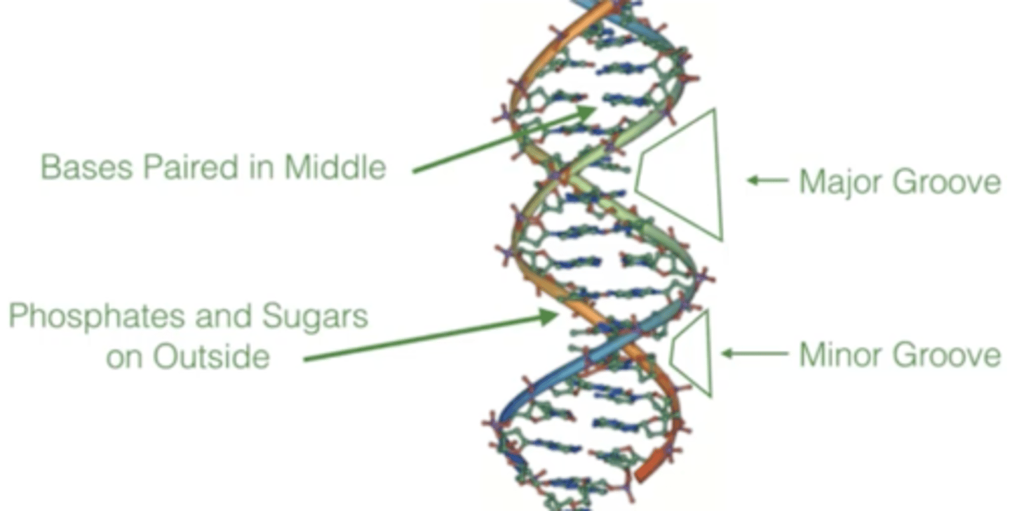 <p>allow proteins to recognize a certain DNA sequence (base pairs)</p>