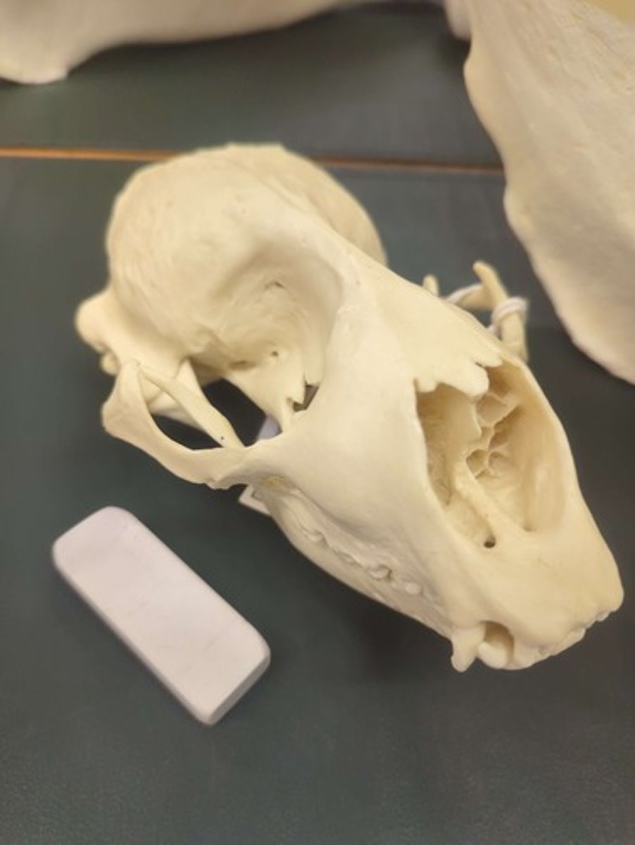 <p>What animal is this? Answer with "Skull" after animal name.</p>