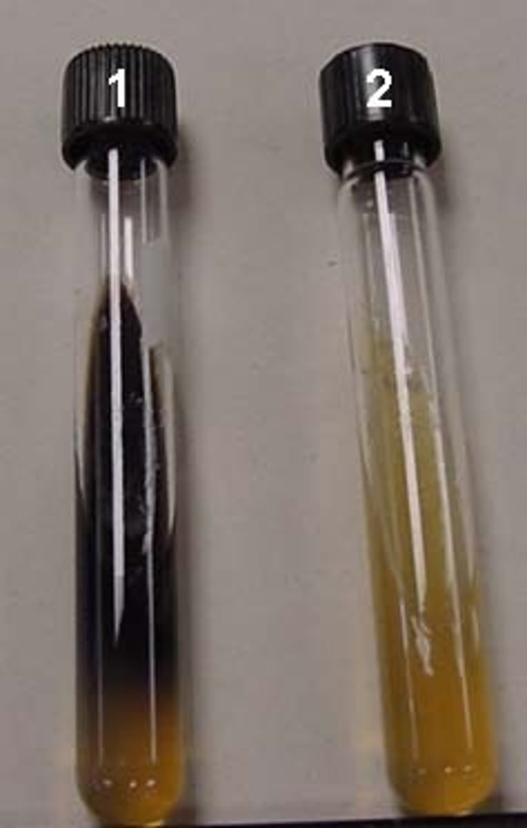 <p>if organism can hydrolyze esculin, media will turn dark brown or black; positive only if over half media turns dark</p>