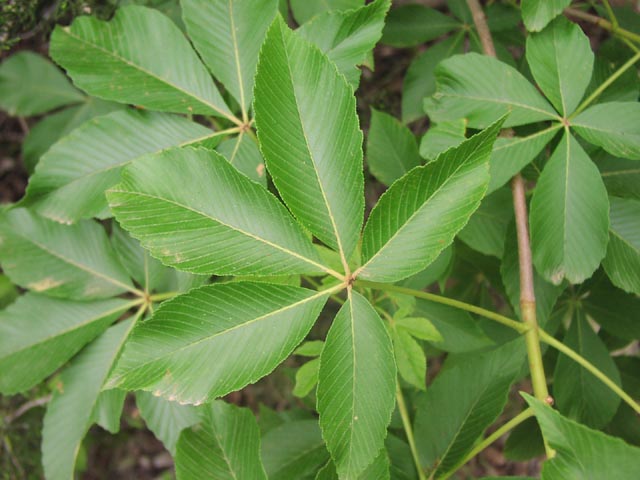 <p>Red Buckeye</p>