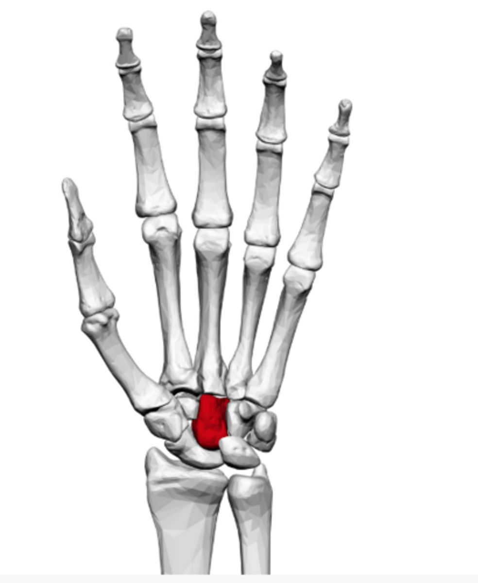<p>the largest, most central carpal bone in the wrist,</p>