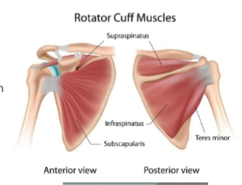 <p>rotator cuff</p>