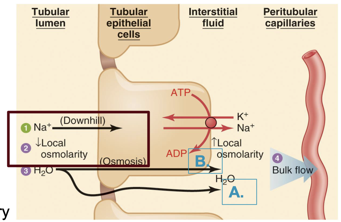 <ol><li><p>paracellular</p><ol><li><p>main water route in proximal tubule (leaky tight junctions)</p></li><li><p>non regulated</p></li></ol></li><li><p>transcellular</p><ol><li><p>main water route in the distal tubule and collecting ducts (very tight junctions)</p></li><li><p>requires the insertion of aquaphorins (regulated by ADH/vasopressin)</p></li></ol></li></ol><p></p>