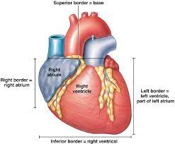 <p>Formed mainly by the right ventricle</p>