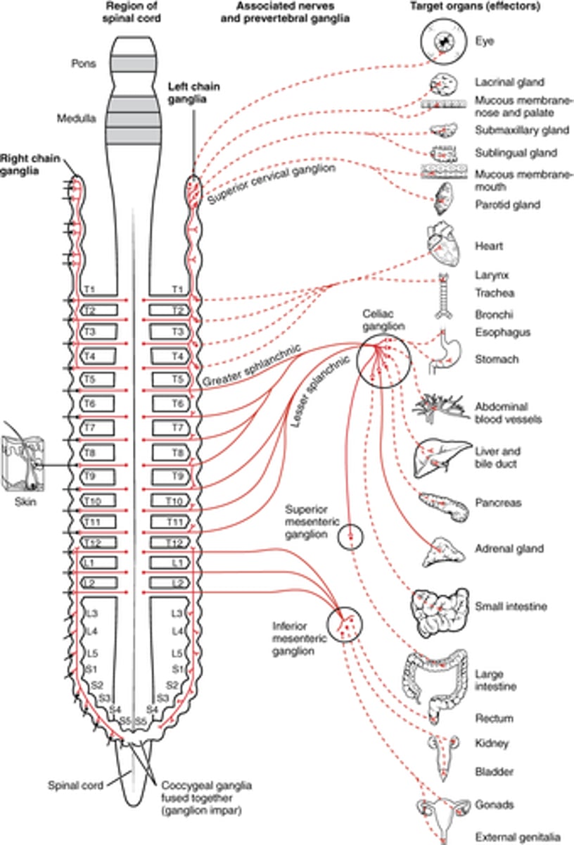<p>everywhere! -- sympathetic chain</p><p>image -- dotted is postganglionic</p>