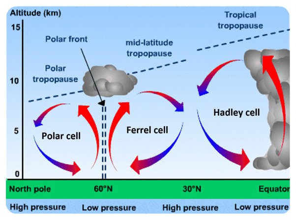 <ul><li><p>Movement = counterclockwise</p></li><li><p>Between 60 degree latitude and the poles</p></li><li><p>Cooler air sink to 60 degrees latitude</p></li><li><p>Then move upward</p></li></ul><p></p>