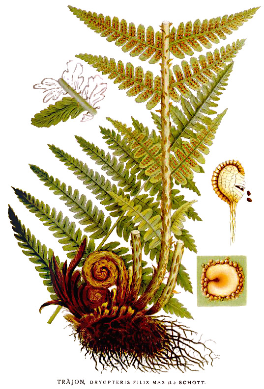 <p>Dryopteris filix-max</p>