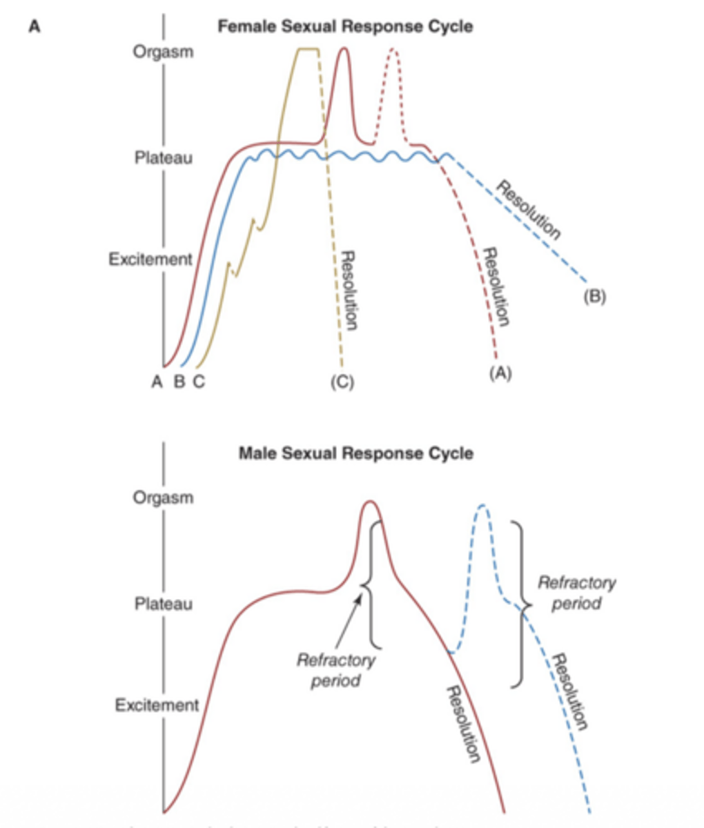 <p>males have a refractory period after orgasm; females may have multiple response patterns</p>