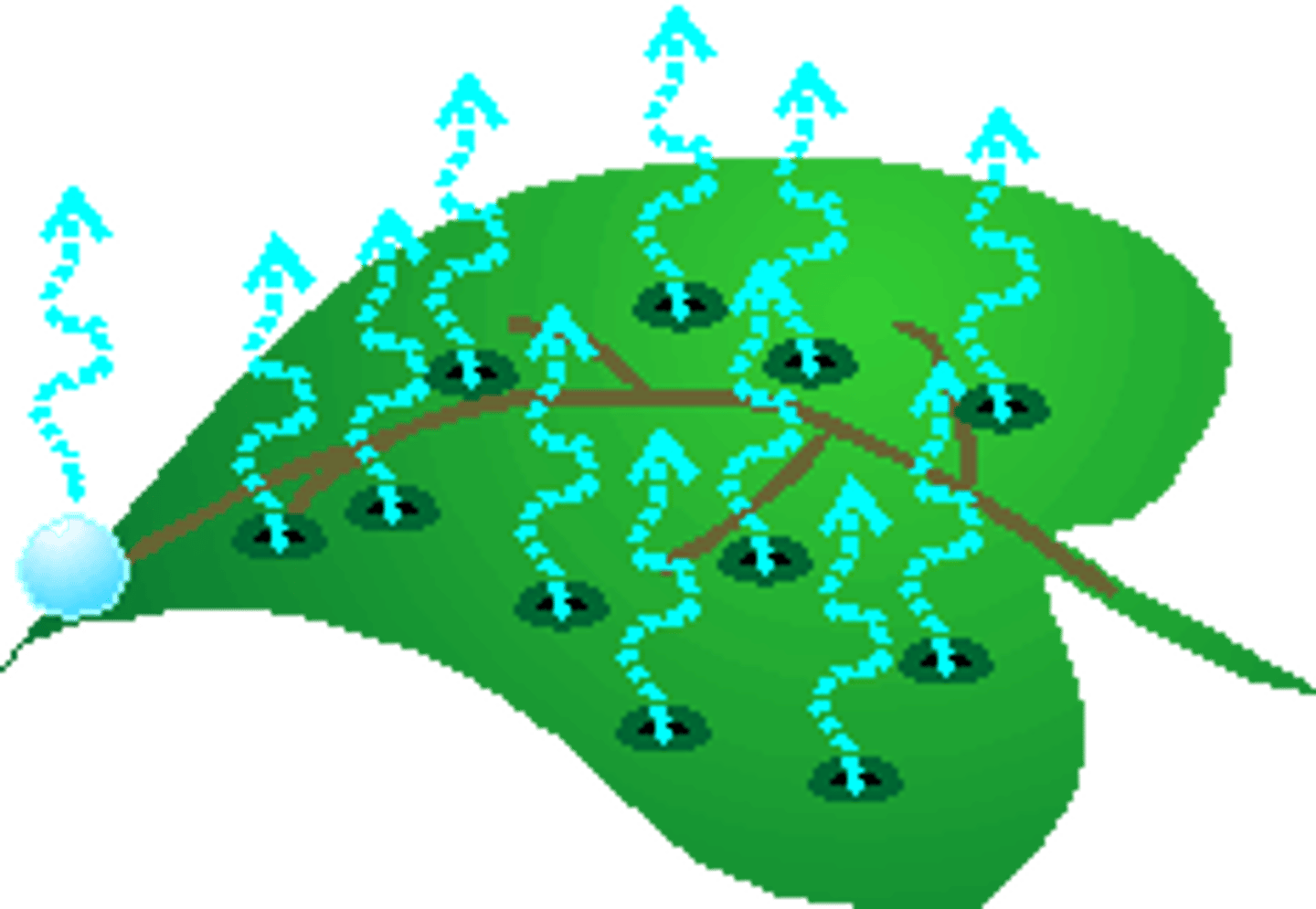 <p>Evaporation of water from the leaves of a plant</p>