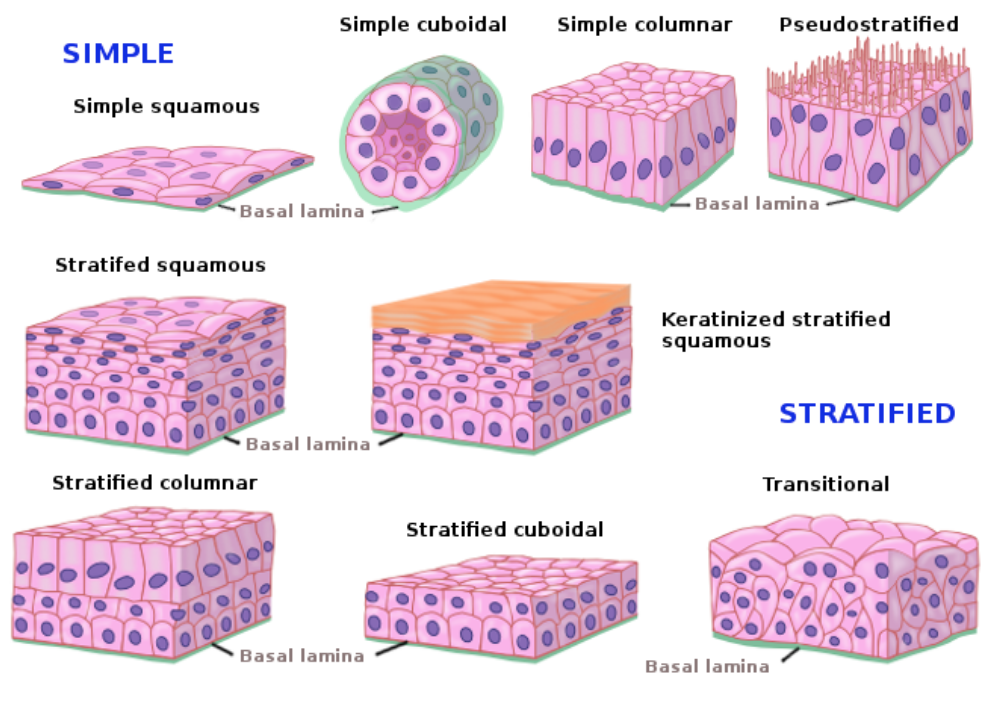 <p>Епітеліальна тканина</p>