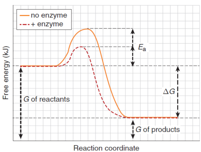 <p>free energy change of reactions can be measured under standard state conditions</p><p>ΔG°<sub>rxn</sub> = Σ ΔG°<sub>f,products </sub>− Σ ΔG°<sub>f,reactants</sub></p><p>ΔG°<sub>rxn</sub> = –RT ln K<sub>eq</sub></p><p>where R is the ideal gas constant, T is the temperature in kelvin, and K<sub>eq</sub> is the equilibrium constant</p><p>ΔG<sub>rxn</sub> = ΔG°<sub>rxn</sub> + RT ln Q = RT ln Q/K<sub>eq</sub></p>