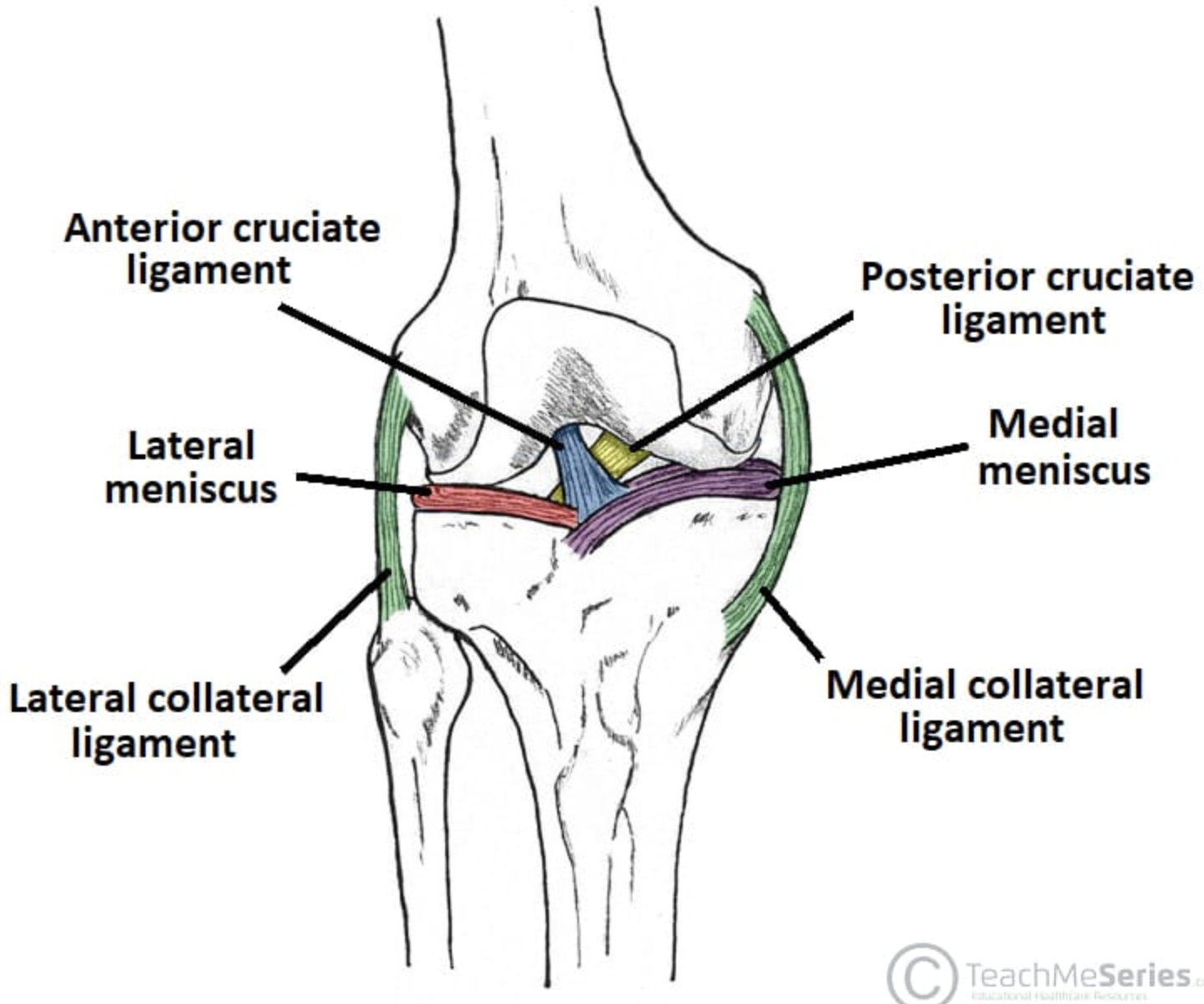 <ul><li><p>Two collateral ligaments that tighten during knee extension: a lateral (fibular) and a medial (tibial) collateral ligament</p></li><li><p>Fibular collateral (LCL) helps prevent hyper-adduction. (varus)</p></li><li><p>Tibial collateral (MCL) helps prevent hyper-abduction. (valgus)</p></li></ul><p></p>