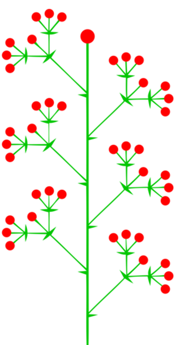 <p>unbranched, indeterminate inflorescence with pedicellate (short floral stalks) flowers along the axis (ex. lily of the valley</p>