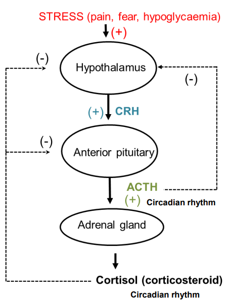 <ul><li><p class=""><strong>Corticotropin-Releasing Hormone (CRH)</strong> from the hypothalamus stimulates the release of <strong>ACTH</strong> from the anterior pituitary.</p></li><li><p class=""><strong>ACTH</strong> stimulates the adrenal gland to secrete cortisol.</p></li><li><p class=""><strong>Negative feedback</strong>: High cortisol levels decrease ACTH and CRH secretion, reducing cortisol production.</p></li><li><p class="">Cortisol follows a <strong>circadian rhythm</strong>:</p><ul><li><p class="">Low levels at night</p></li><li><p class="">Peak around 8:00 AM</p></li><li><p class="">Decreases throughout the day.</p></li></ul></li><li><p class=""><strong>Stress</strong> (e.g., pain, fear, hypoglycemia) stimulates the release of CRH, ACTH, and cortisol to help cope with stress.</p></li></ul><p></p>