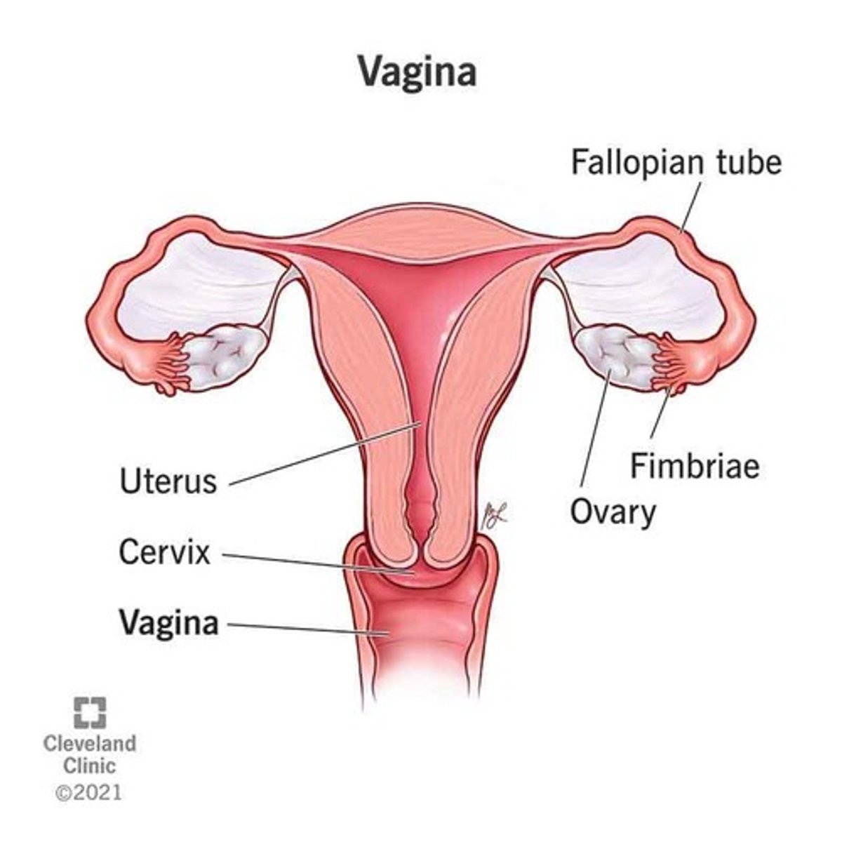 <p>Flared end of fallopian tube with fimbriae.</p>