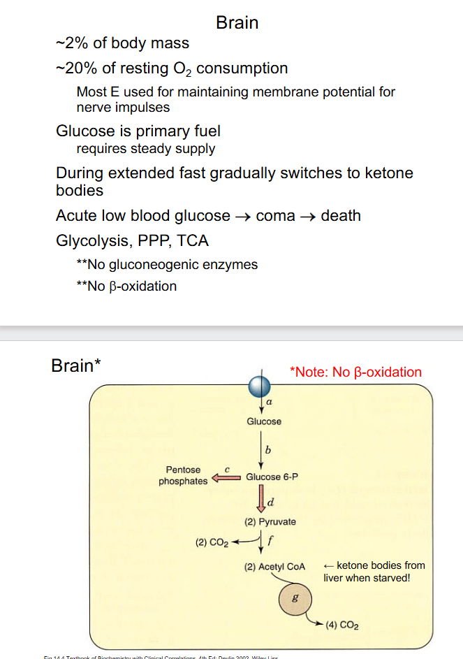 <p>Brain</p>