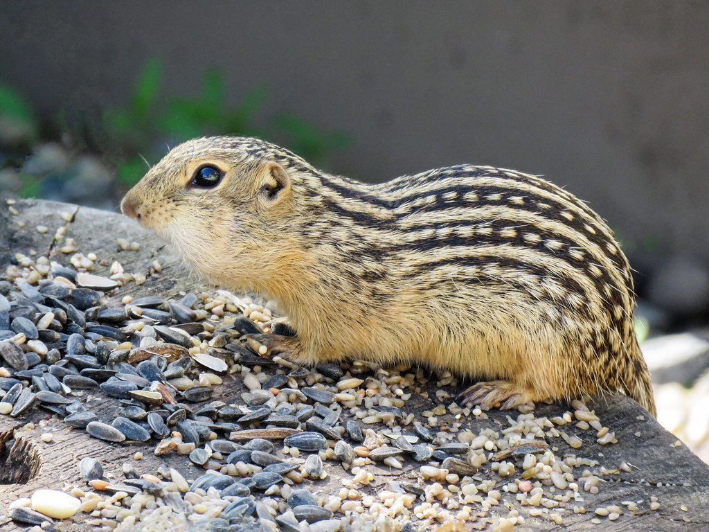 <p><em>Ictidomys tridecemlineatus</em></p>