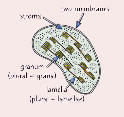 <p>-small, flattened structure</p><p>-surrounded by a double membrane </p><p>-contains thylakoid membranes which are stacked to form grana </p><p>-grana are linked together by lamella- thin flat pieces of thylakoid membrane </p><p>-site of photosynthesis </p>