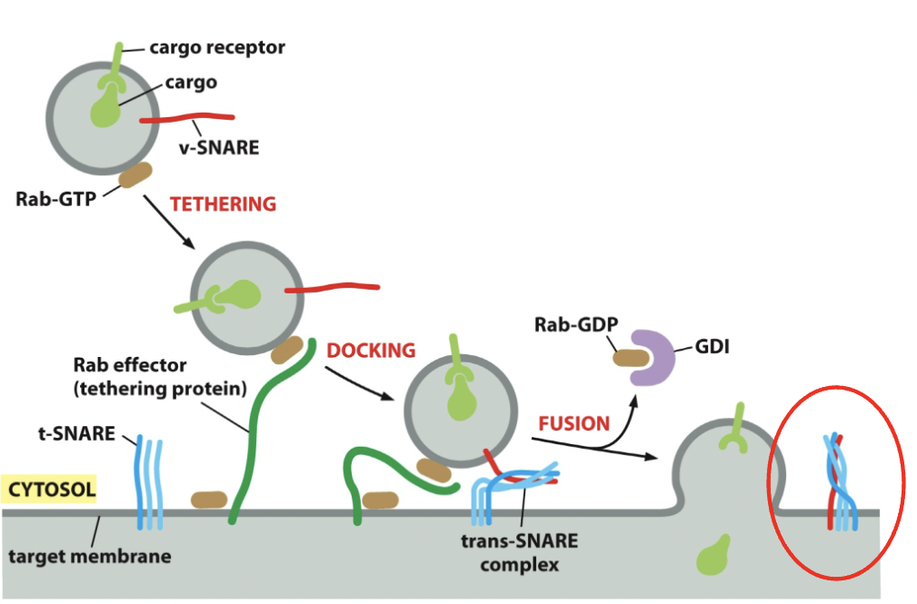 Rab protein and effector attach and then they're done, allows for hydrolysis, inactive, 4 helix thing, fusion, receptor dumps the contents. GEF comes along and all that stuff