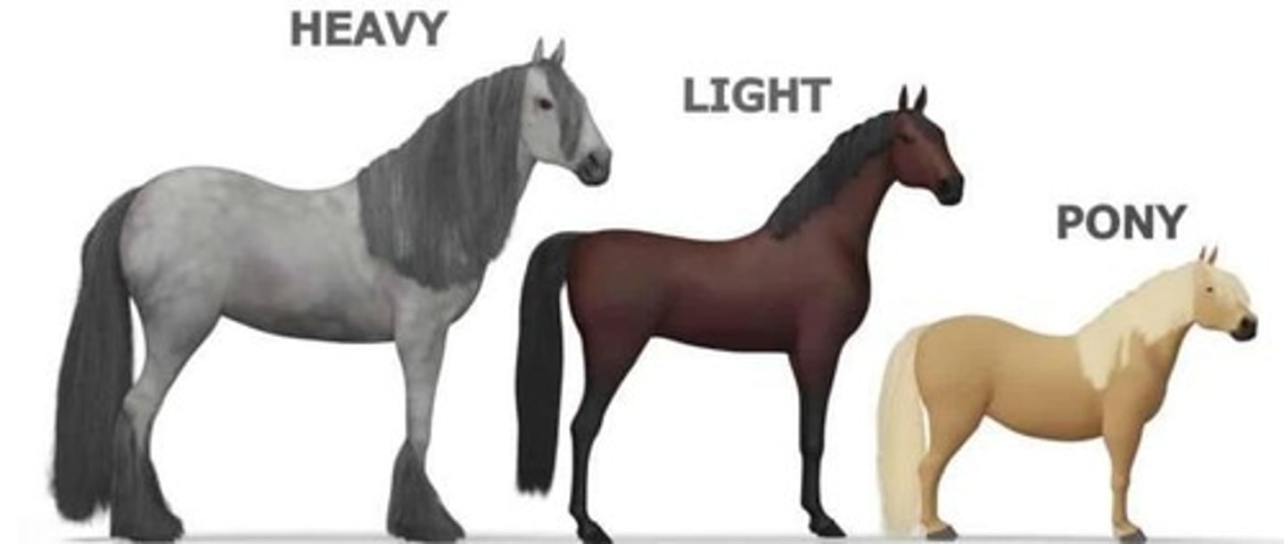 <p>Large and strong horses.</p>