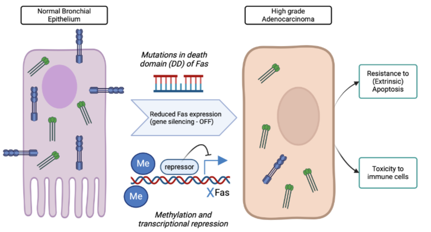 <p>Fas receptor and FADD can be switched off by mutations in the death domain (inactivated protein) or through promoter methylation (less transcription) </p><p>Initiator caspase expression can also be switched off in cancers methylation </p><p></p><p>This leads to resistance to pro-apoptotic signal </p><p>Death of tumour infiltrating lymphocyte cells by secretion of FasL from resistance cancer cells (counter-attack) </p>