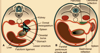 <p>HY: <span>if you put two peritoneal membranes together, it's a trilaminar structure. You have epithelium on both sides and connective tissue core in the middle. If you put two together, the epithelium will </span><strong><span>disappear</span></strong><span> and the connective tissue will </span><strong><span>fuse</span></strong><span>.</span></p>