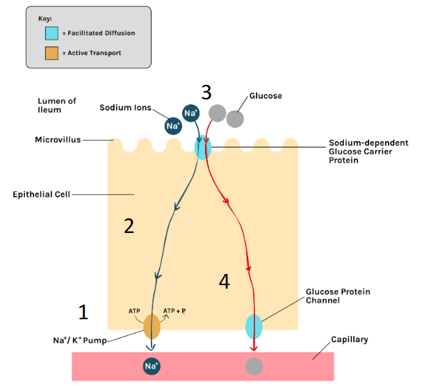 <p>co transport - how glucose/AAs are absorbed from ileum into bloodstream:</p><ul><li><p>Na<sup>+</sup> ions are actively transported out of the epithelial cell into the blood</p></li><li><p>this lowers the conc of Na<sup>+</sup> ions in the epithelial cell, creating a conc gradient of Na<sup>+ </sup>ions</p></li><li><p>Na<sup>+</sup> and glucose bind to a co-transporter protein and enter cell by facilitated diffusion/co-transport (respectively)</p></li><li><p>there is now a higher conc of glucose inside the epithelial cell than the blood</p></li><li><p>glucose moves from cell to blood by facilitated diffusion</p></li><li><p>(there is no glucose buildup in the blood as the blood flows and carries away absorbed glucose)</p></li></ul><p></p>