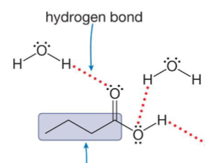 <p>Are <strong>short</strong> chain acids soluble or not soluble in water?</p>