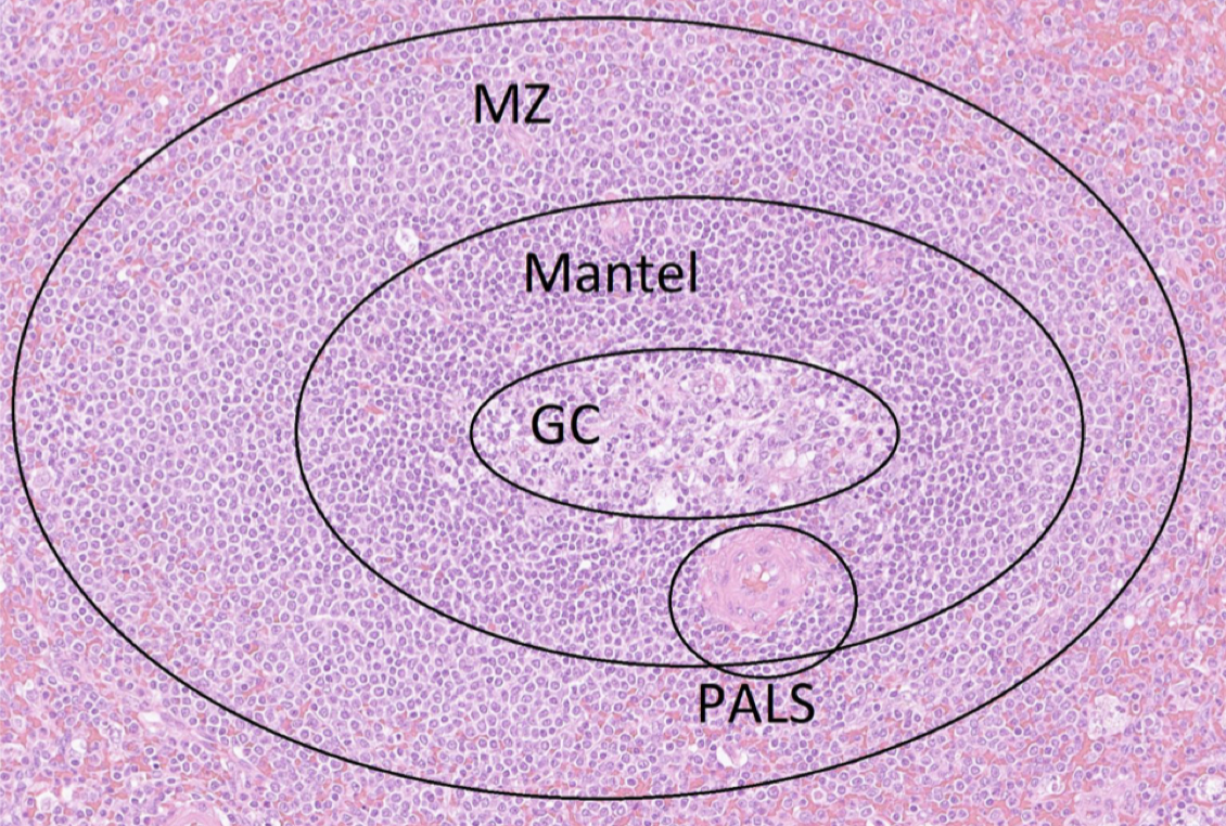 <p><strong>GC</strong>: Aktiverade B-celler. </p><p><strong>Mantel</strong>.</p><p><strong>MZ</strong>: <strong>Marginalzon</strong>. Här dränerar blodet. </p><p><strong>PALS</strong>: T-lymfocyter kring en förgrenad central arteriol. </p>
