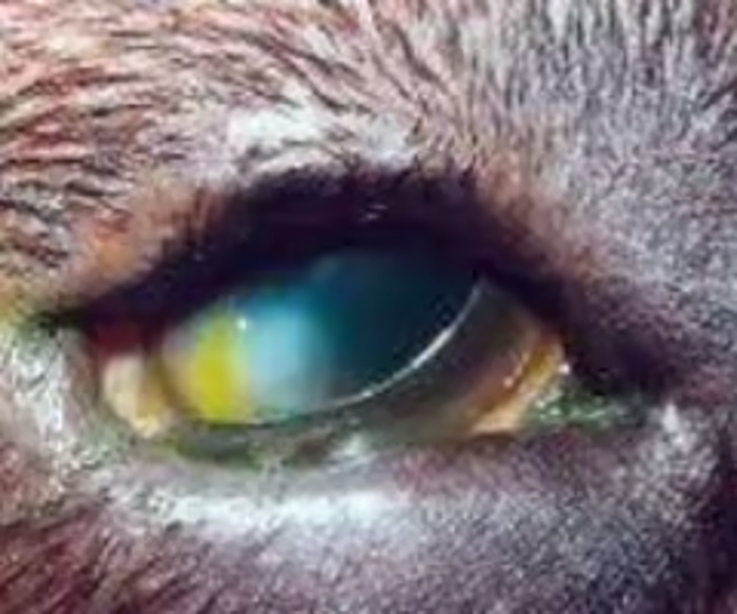<p>rolling in/inward of the eyelid...</p>