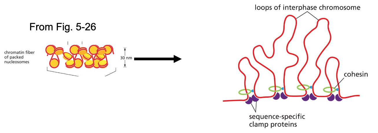 <p>Chromatin fibers are looped into chromatin loops using sequence-specific clamp proteins and cohesins</p><ul><li><p><span style="color: yellow;">sequence-specific clamp proteins</span> recognize specific sites</p></li><li><p>use ATP to pull proteins together</p></li></ul><p></p>