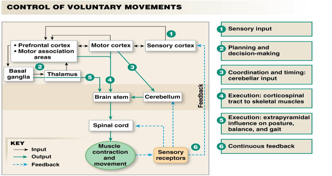 <ol><li><p>sensory input&nbsp;</p></li><li><p>motor cortex will&nbsp;“think” the movement needed</p></li><li><p>prefrontal cortex, motor association areas, basal ganglia, thalamus will plan the movement</p></li><li><p>cerebellum will refine and make the movement precise&nbsp;</p></li><li><p>all gets sent to brain stem → spinal cord → muscle contraction and movement</p></li></ol><p></p>
