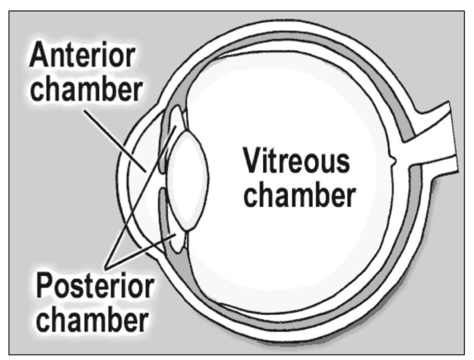 <p>A <strong>watery fluid</strong> that <u>fills</u> the <strong>anterior &amp; posterior chambers</strong> of the eye, providing nutrients and maintaining intraocular pressure.</p><p><em>(formed by the </em><strong><em>ciliary body)</em></strong></p>