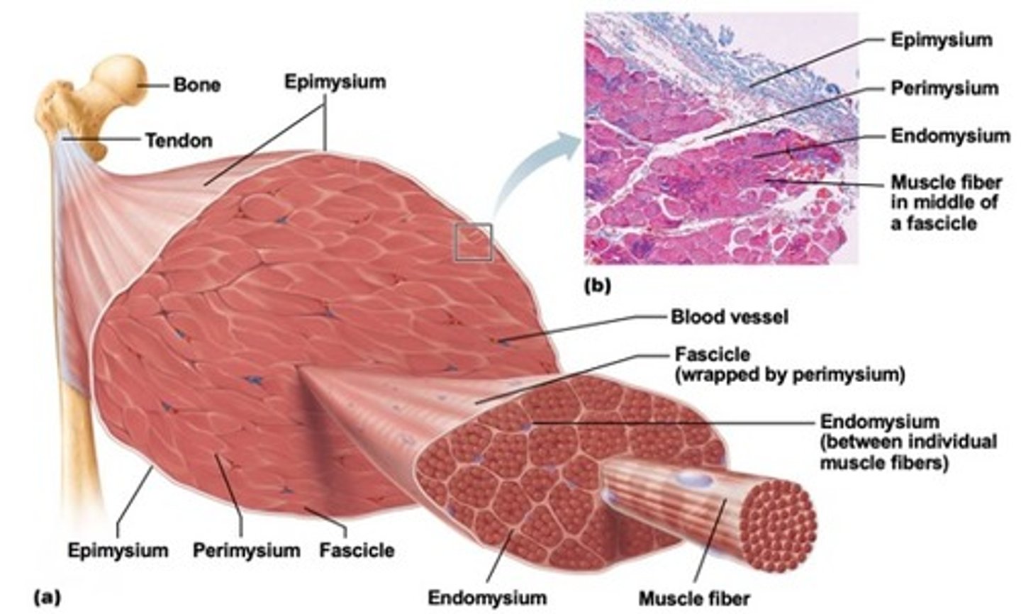 <p>Each skeletal muscle is composed of individual muscle cells called muscle fibers. Muscle fibers are arranged into a bundle called a fascicle that is surrounded by connective tissue. Many fascicles are bundled together to make up the muscle</p>