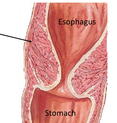 <ul><li><p>prevent stomach contents from entering esophagus</p></li><li><p>smooth muscle</p></li></ul><p></p>