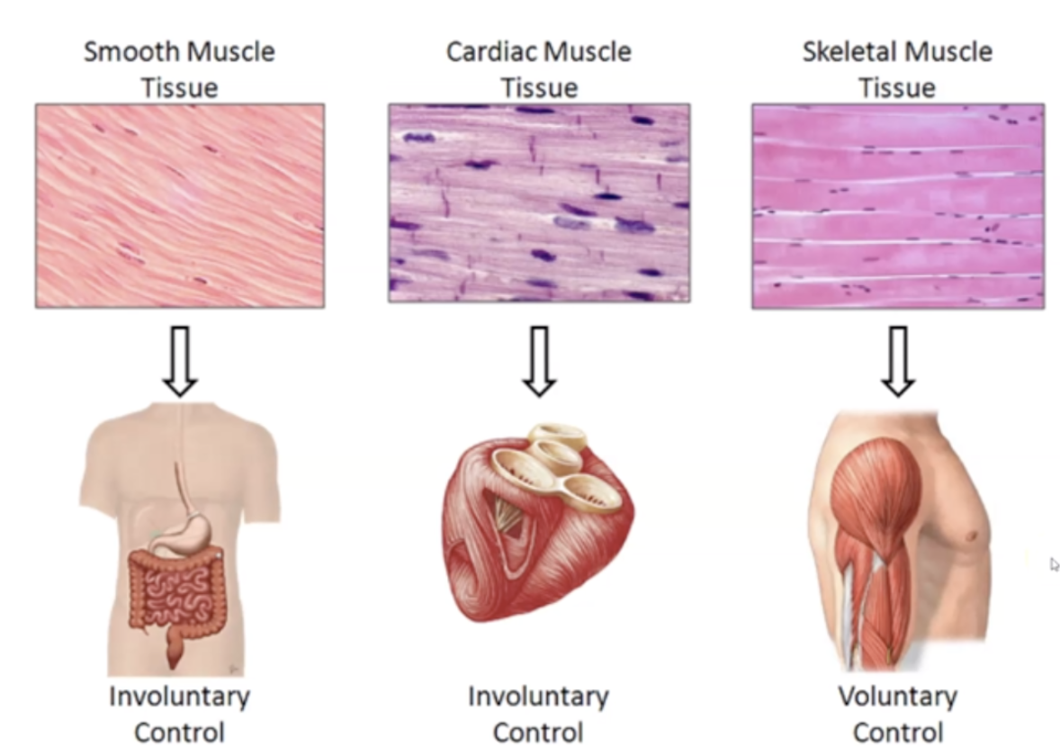 <p>Skeletal Muscles, Cardiac muscles and Smooth muscles</p>