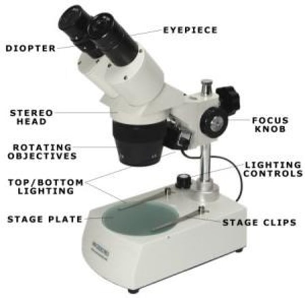 <p>This is also known as the Dissecting Microscope, and uses two separate optical shafts (for both eyes) to create a three-dimensional image of the object through two slightly different viewpoints. This kind of microscope conducts microsurgery, dissection, watch-making, small circuit board manufacturing, etc.</p><p>Provides three-dimensional images at lower magnifications.</p>