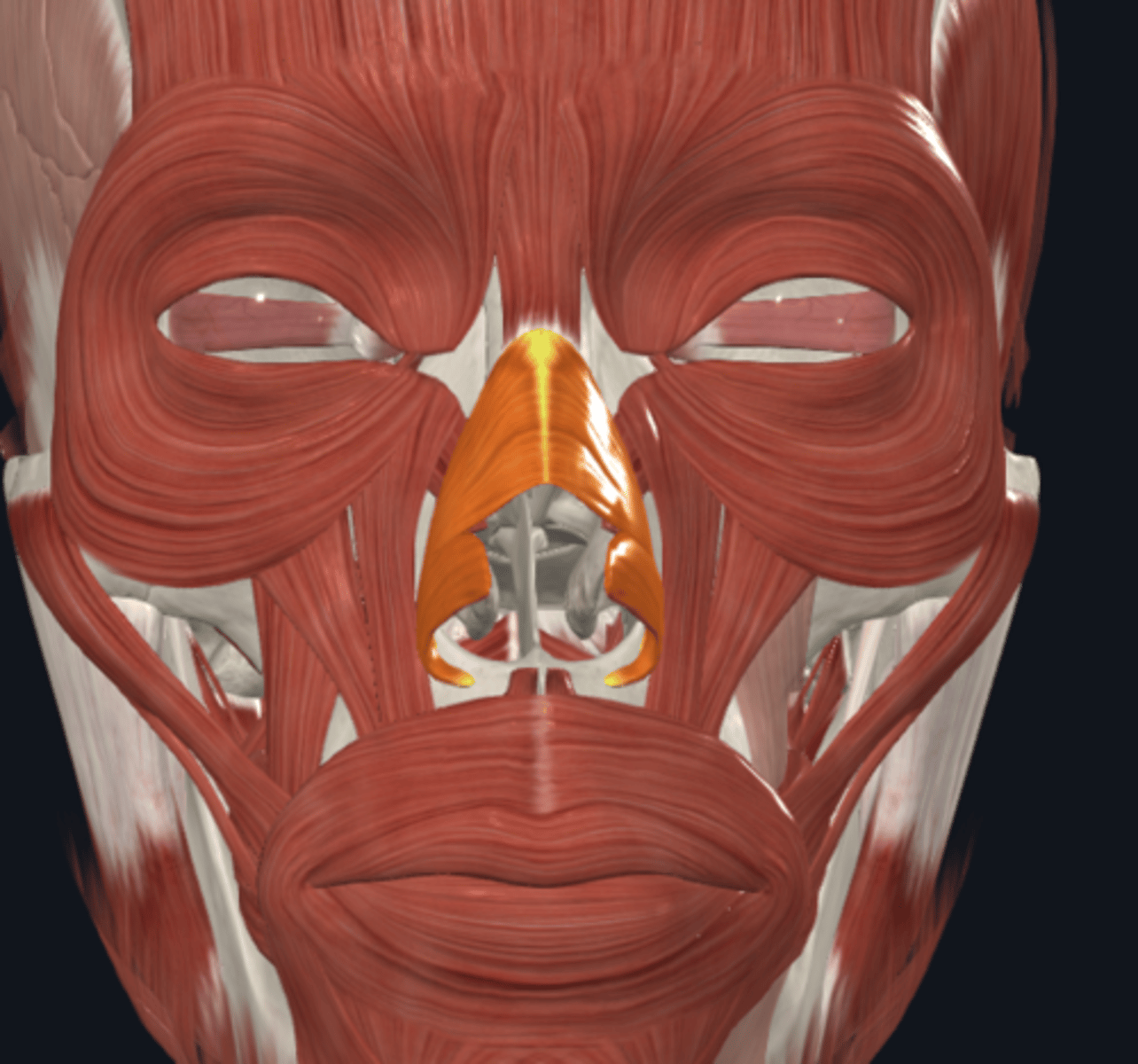 <p>Where is the attachment of the Nasalis muscle what is its function? (E,E,N)</p>