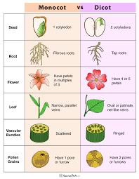 <ul><li><p><strong>Monocotyledons (Monocots):</strong></p><ul><li><p>Seed with <strong>one cotyledon</strong></p></li><li><p><strong>Parallel</strong> leaf venation</p></li><li><p>Floral parts in <strong>multiples of three</strong></p></li><li><p><strong>Fibrous </strong>root system</p></li><li><p><strong>Scattered </strong>vascular bundles in stem</p></li></ul></li><li><p><strong>Dicotyledons (Dicots):</strong></p><ul><li><p>Seed with <strong>two cotyledons</strong></p></li><li><p><strong>Netted </strong>leaf venation</p></li><li><p>Floral parts in <strong>multiples of four or five</strong></p></li><li><p><strong>Taproot </strong>system</p></li><li><p><strong>Ringed </strong>vascular bundles in stem</p></li></ul></li></ul>