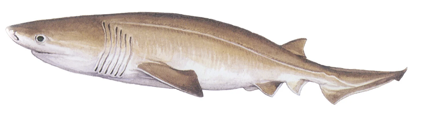 <p>6 and 7 gill sharks</p><p></p><p>Key Traits:</p><ul><li><p>6 species</p></li><li><p>continental slopes</p></li><li><p>6-7 gill slits, 1 dorsal fin without spine set back, anal fin present, ovoviviparous&nbsp;</p></li></ul><p></p>