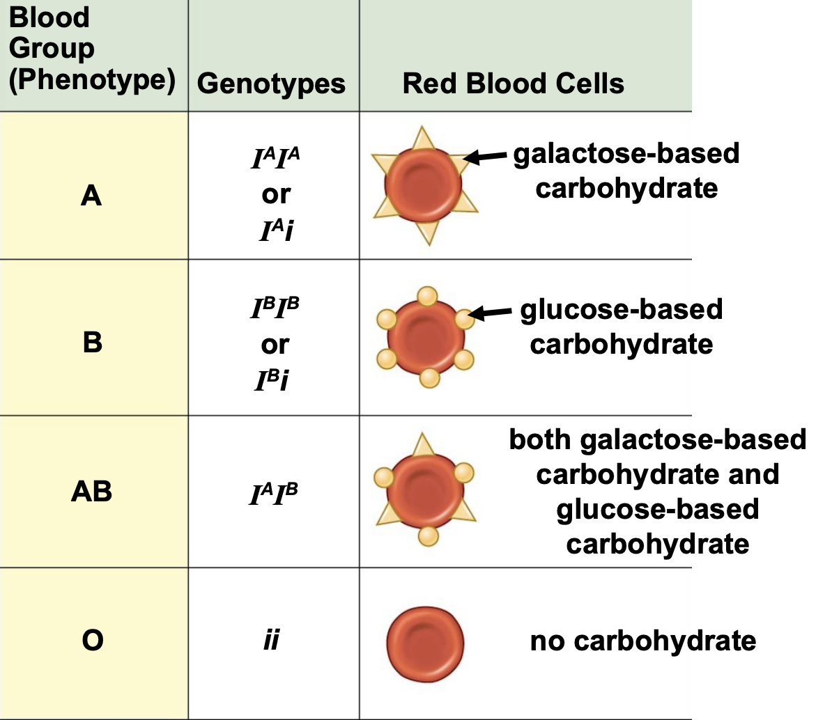 <p>Phenotype: A, B, AB, O</p><p>Genotype: I^A I^A, I^A i, I^B I^B, I^B i, I^A I^B, ii</p><p>Red Blood cells: Glucose, galactose, both, neither</p>