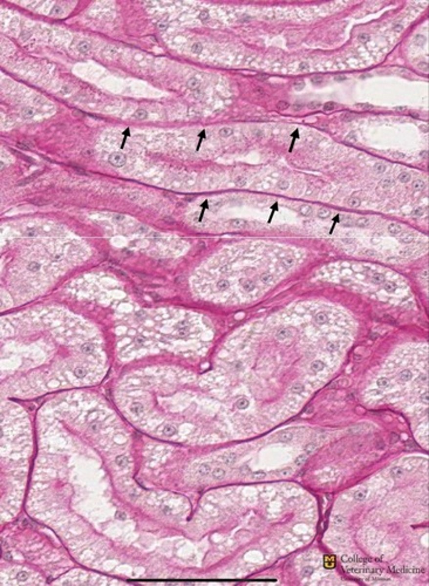 <p>The black arrows are pointing to what cell structure?</p>