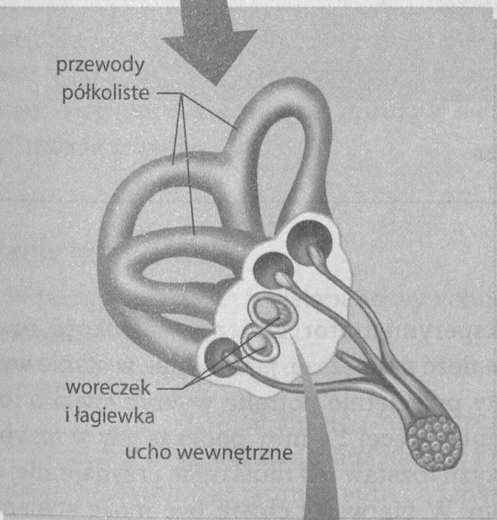 <ul><li><p>woreczka</p></li><li><p>łagiewki</p></li><li><p>3 przewodów półkolistych</p></li></ul><p></p>