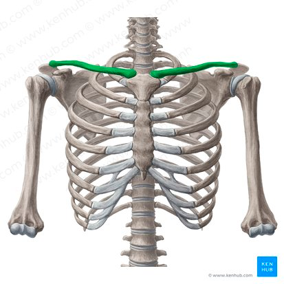 <p>Medial (Sternal)</p><p>Lateral (Acromial)</p>